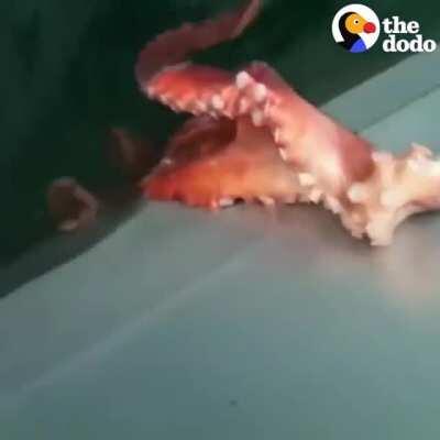 🔥 Octopuses are one of the smartest animals too