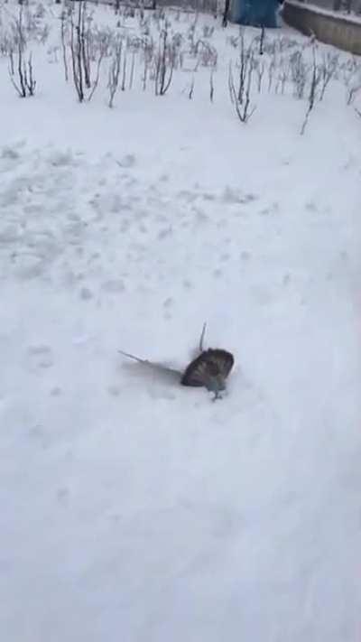 Pigeon faceplants in snow