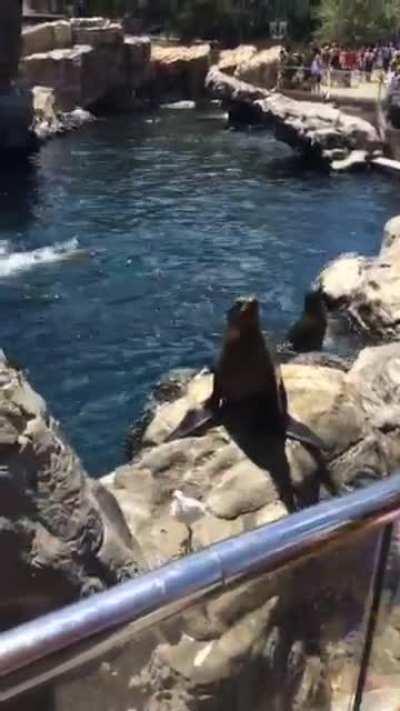 Recorded this in Seaworld recently 😂