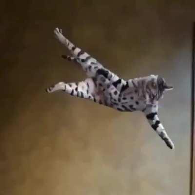 🔥 Cats are distinguished by their special grace and their unsurpassed ability to land on all four paws after any flip.