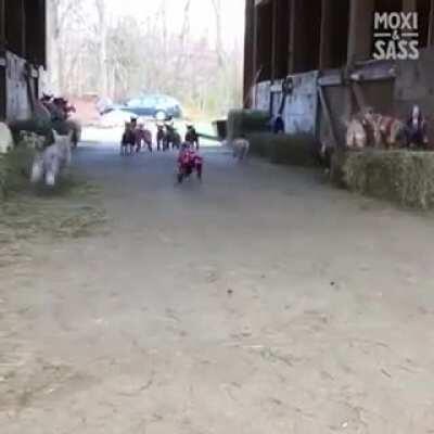 Baby goats in pajamas