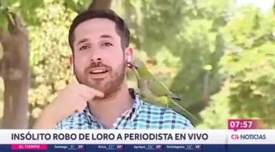 loros xd loros xd