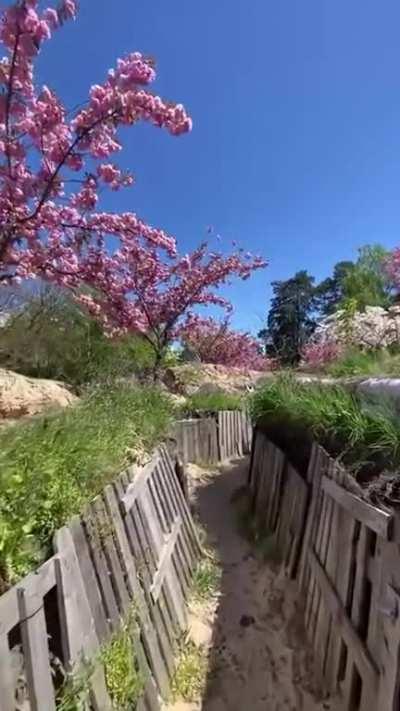 Spring views in Ukrainian trench.