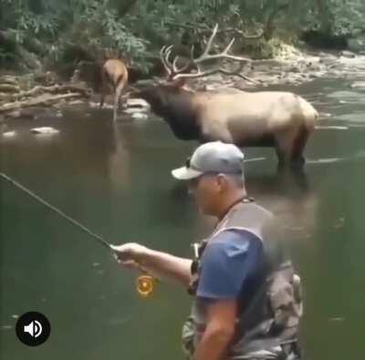 This man enjoys a once in a lifetime experience when a couple of elk come to the river to drink (sound on)