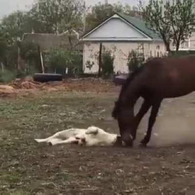 Best friends playing.