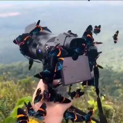 The butterflies of Bokor Mountain, Cambodia (by Robert Campbell)