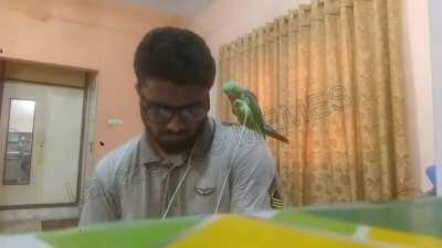 WCGW having a parrot