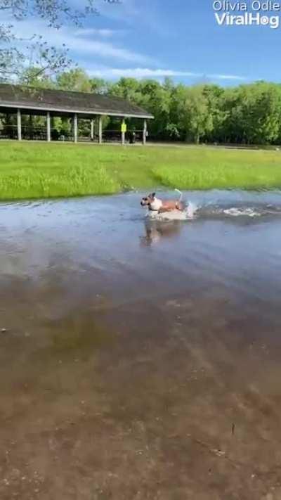 Water zoomie with propeller ears