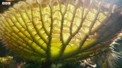 Timelapse of a Giant Lily Pad taking over a lake.