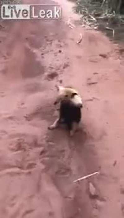 Anteaters know how to properly show who's the real danger