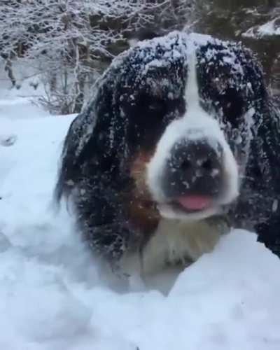 Big guy loves the snow