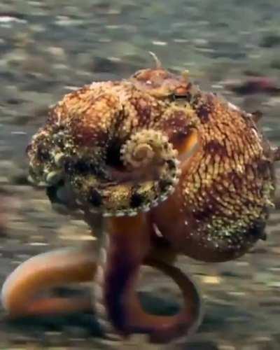 🔥 Running Octopus