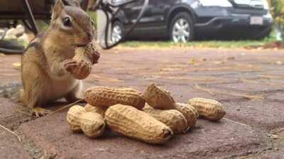 Chipmunk eating peanuts !!