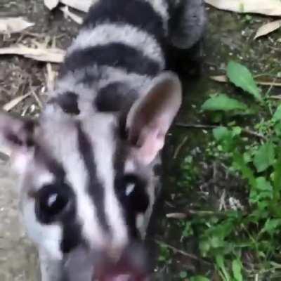 These interesting ferret/cat-like mammals called civets