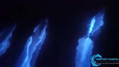 Dazzling Dolphins Dance in Bioluminescent Water