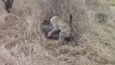 Fight between a leopard and warthog gets interrupted by hyena