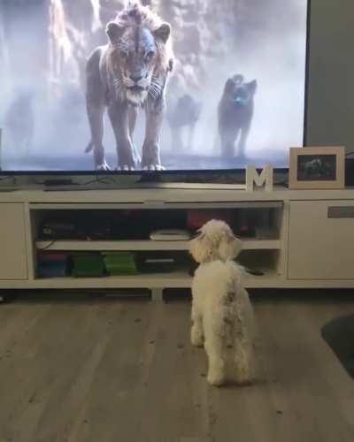 When Lion King gets too real for the doggo