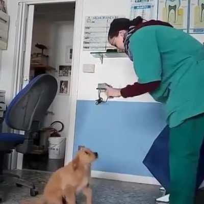 How vets are really treating people’s pets behind the scenes