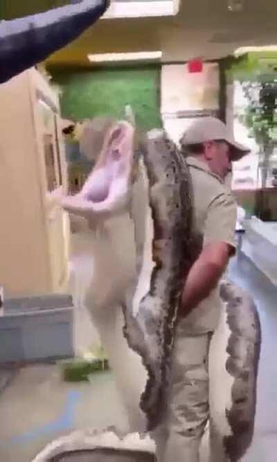 Man moves giant snake to new cage