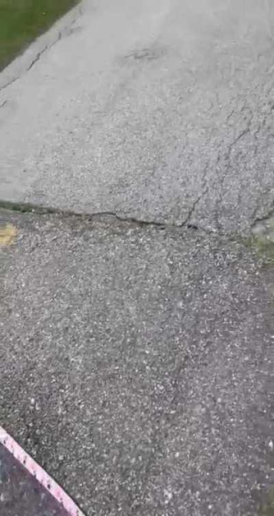 This dog jumps between sidewalk and grass