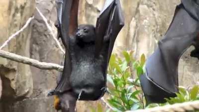 How a bat pees