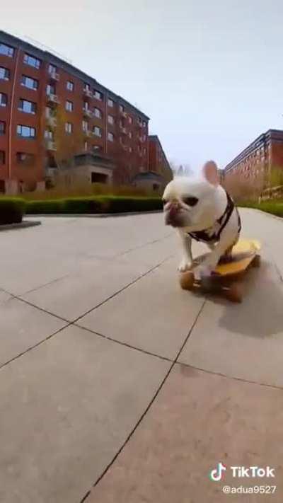 A French Bulldog With Incredible Skateboard Control