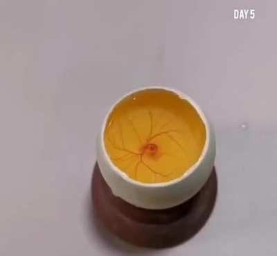 This guy grows a chick inside an open egg