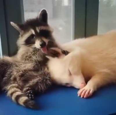 Adorable trash panda