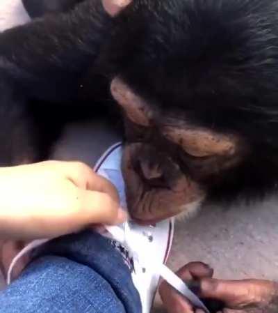 Monke tie shoe