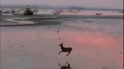 A Joyful Deer prancing across a beach at sunrise