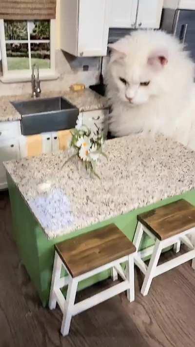 As requested,  more of my cats playing in my mini kitchen. Typical cat..knocking things off the counter.  No matter the scale 🤣