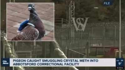 In Canada, A Pigeon Wearing A Backpack Has Been Arrested After It Was Caught Attempting To A Package Of Crystal Meth Into A Prison In British Columbia