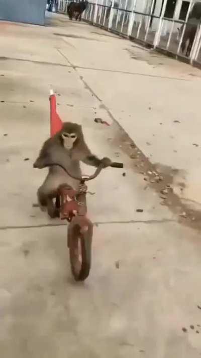 monkeys riding bicycle