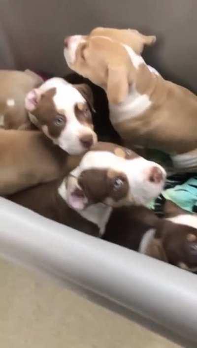 Puppy cart