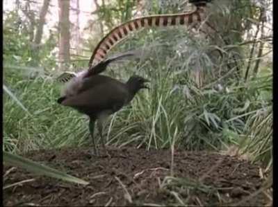 A Lyrebird can imitate a lot of sounds, even a chainsaw..