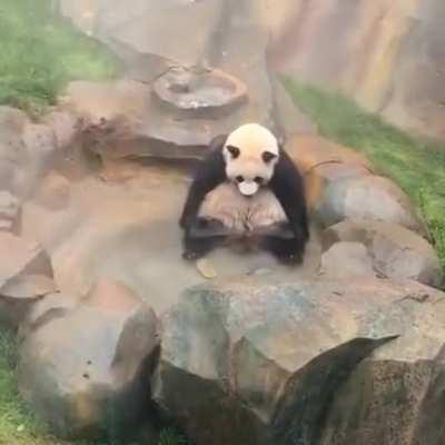 A panda sitting in a pool twiddling its legs