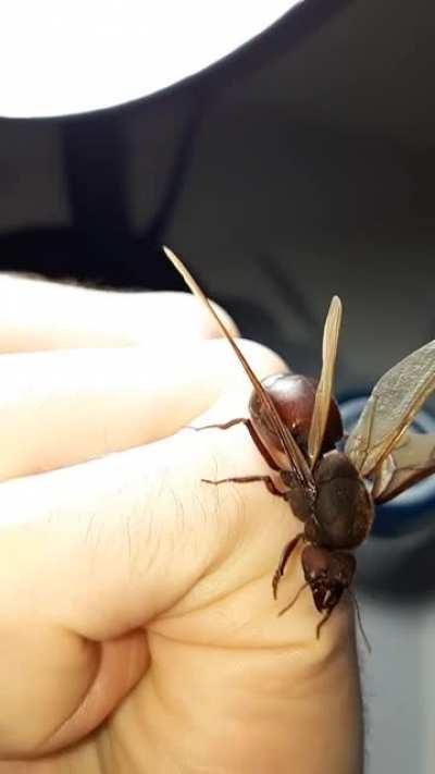 Atta sp. queen I found today, they're flying now in southeast Brazil. Absolute unit.