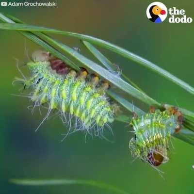 Caterpillar Turning Into A Chinese Luna Moth (Actias Dubernardi)