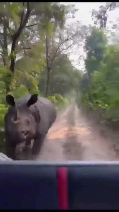 This is what it looks like to be chased by a rhino, they are really fast