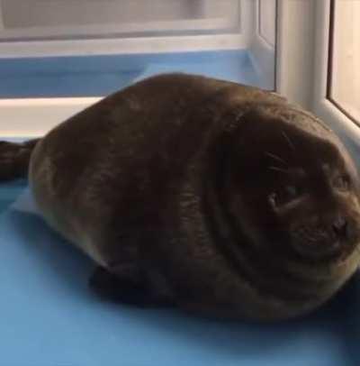 Baby seal pulling neck back and forth