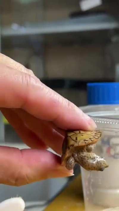 Baby turtle appears to be ticklish while being cleaned with toothbrush