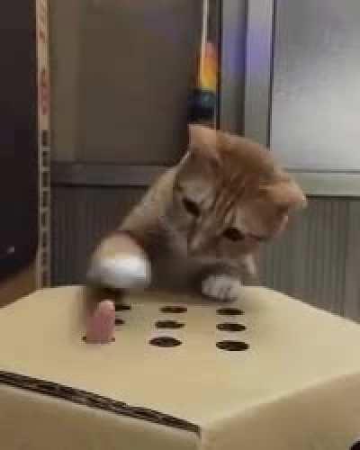 Kitty playin