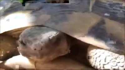 Tortoise mating sounds 