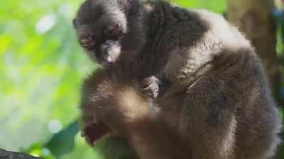 🔥 Lemurs get high by biting cyanide secreting millipedes