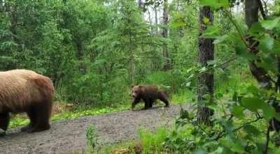 ð¥ close encounter with a brown bear and her cubs