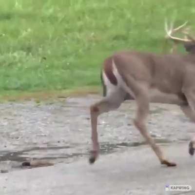 Deer with CWD (Zombie Disease)