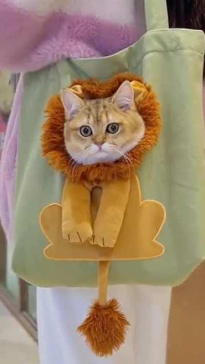 Little purse lion