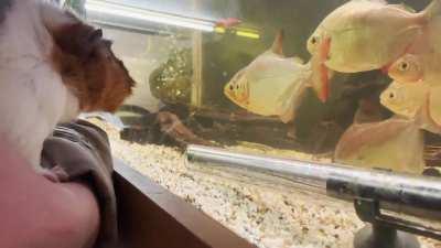 Arthur loves to look at the fish. I think he would like to make friends with them, if only he could find a way in!