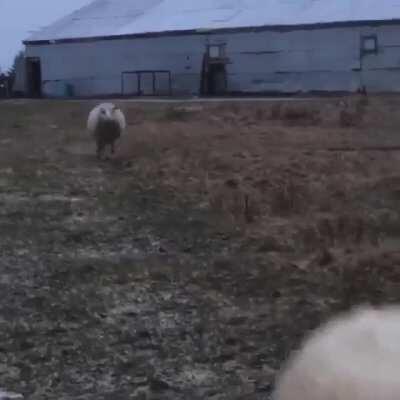 Chonky sheep running