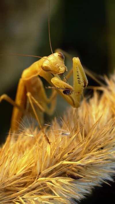 Mantis waits for spider to wrap its meal before eating.